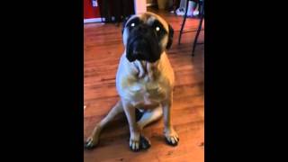 French Bulldog gets outed by his best friend
