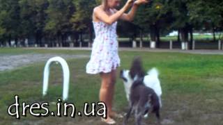 вместе чеззи и зайка