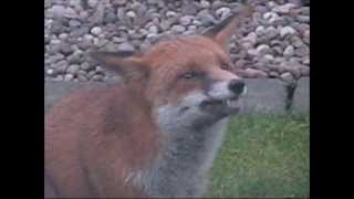 Jasper The Fox - Part 2