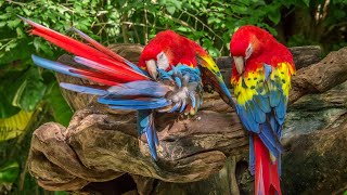 Top 10 Most Beautiful Birds In The World Video | Beautiful Animals And Birds