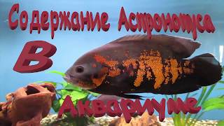 Астронотус оскар. Содержание Астронотусов в аквариуме.