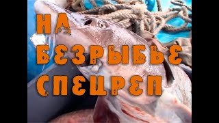 "НА БЕЗРЫБЬЕ" ОСЕТРИНА НА ЕНИСЕЕ.  СПЕЦИАЛЬНЫЙ РЕПОРТАЖ