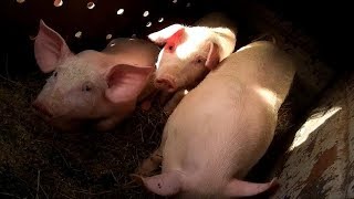 Как выбирать поросят на базаре
