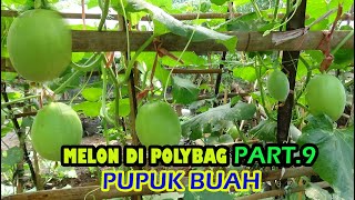 Tutorial Tani Menanam MELON dI Polybag  (PUPUK BUAH)   #PART 9
