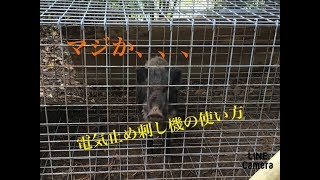 太田製作所電気止め刺し機の使い方☆閲覧注意☆イノシシ解体