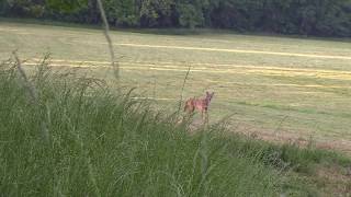 Coyote Hunting--PISSED OFF MALE COYOTE ON MY DECOY DOGS