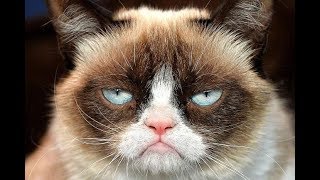 Почему животным счастье не нужно? Андрей Курпатов на QWERTY