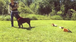 How To Scent Train Your Dog pt.2