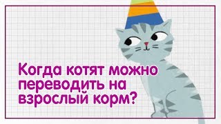 Когда котят можно переводить на взрослый корм? — WHISKAS® К.Т.У.