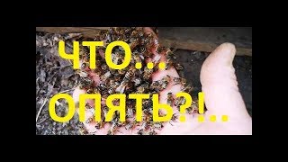 Что опять? Как остановить выход роя.