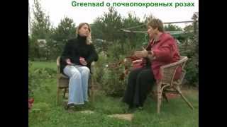 Почвопокровные розы. Необходимость обрезки