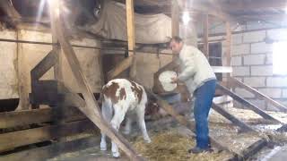 Сколько весит месячный телёнок)) рацион кормления телят