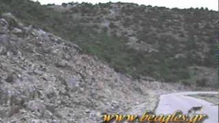 Εκπαιδευτικο λαγού με μπιγκλ 15/04/2011