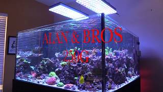 250G CUBE DEEP DIMENSION  ORPHEK ATLANTIK V4 REEF SALTWATER AQUARIUM CORAL REEF TANK UPDATE