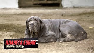 Мастино неаполитано. Планета собак спешит на помощь ? Моя Планета