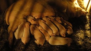 маточник для поросят+(27 поросят)