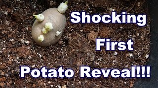Unexpected Potato Reveal !!! Container No:1, 29.07.2015