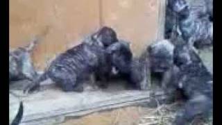 щенки канарского дога (дого канарио) dogo canario puppies