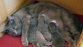 2010-06-05 Romy rodí - porod kočky - cat giving birth