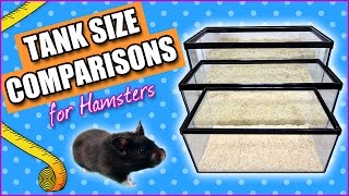 Tank Size Comparisons for Hamsters
