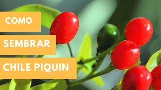 Como Sembrar Chile Piquin-Chiltepin En Maceta 2020//huerta en casa//Manos de tierra