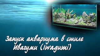 Запуск аквариума в стиле Ивагуми