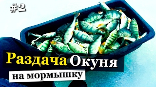 Ловля окуня зимой. Ладожский окунь. 2016. Полные сани крупного окуня. #2