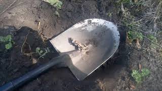 Вдоль посадок и полей