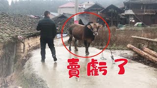這頭牛賣了11480塊，農村爸爸又賣虧了，老闆輕鬆可以賺了1000多【農村小潘】