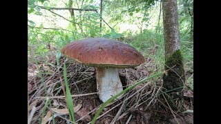 Поход за Белыми грибами продолжается. Часть вторая. Грибы Подмосковья.
