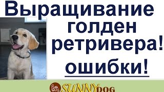 10 топ ошибок в выращивании голден ретривера (ретривера) или как вырастить ретирвера