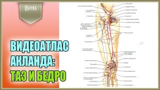 Легендарный видеоатлас доктора Роберта Акланда по анатомии человека. Таз и бедро