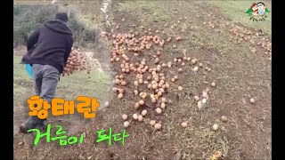 황태란 거름이 되다(Many eggs that have become manure)-귀농한 특전사의 농장