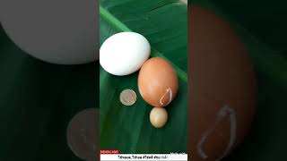 #ไข่หลอด #ไข่รอด  #ไข่ลม #ของขลัง #โชคดี #อยู่รอดปลอดภัย