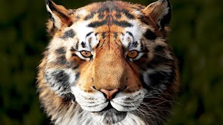 3D Tiger Head using Zbrush 2019/3ds Max/V-Ray/Ornatrix - Timelapse