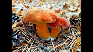 В ЛЕСУ ПОЛНО ГРИБОВ!!! A lot of Mushrooms in the Woods Собираем польский гриб и грузди.