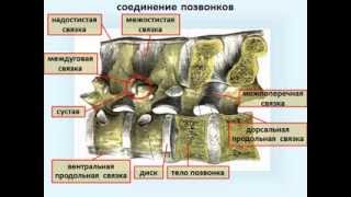 соединение костей