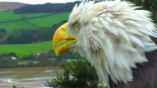 American Bald Eagle Close Up