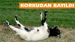Korkudan Bayılan Keçiler!