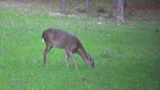Barnett Jackal crossbow kill