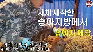 자체 제작한 송아지방에서 송아지 제각하기