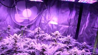 Week 3 flowering update