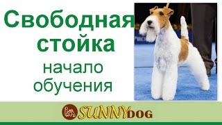 Как поставить собаку в стойку? свободная стойка -  Как начинать обучение - уроки хендлинга