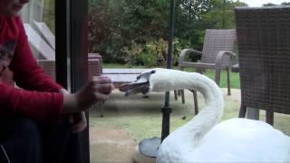Mein lieber Schwan / Crazy Swan