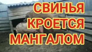 СВИНЬЯ В ОХОТЕ. / The pigs line.