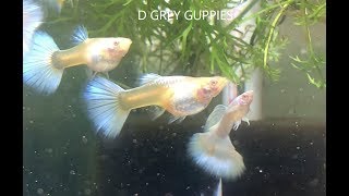 Snow White Albino Guppies