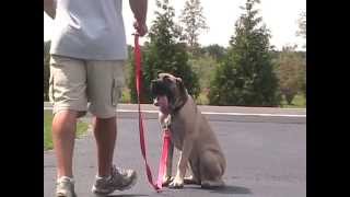 English mastiff during first day of obedience training