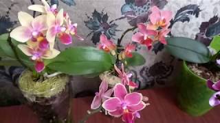 Цветение и адаптация мини фаленопсисов в закрытой системе .Уход .