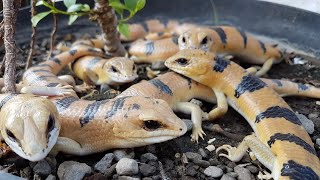 Give away kura-kura imut dan sedikit mengulas lizard / reptil langka asal afrika