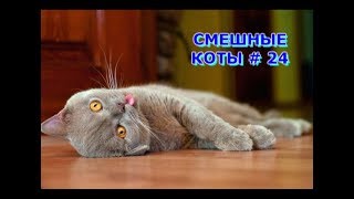 Приколы с кошками и котами #24. Подборка смешных и интересных видео с котиками и кошечками 2017